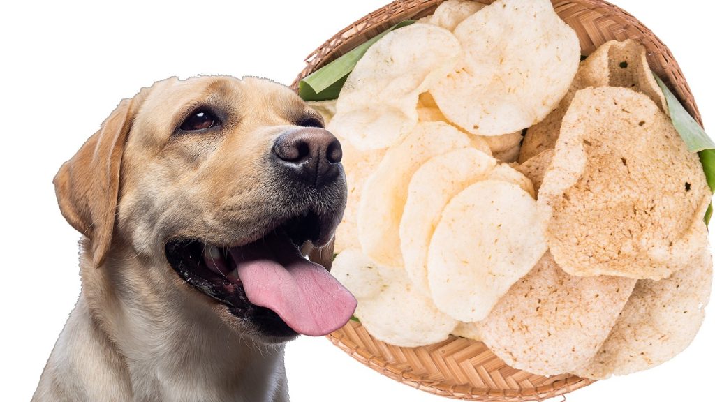 Why Do Dogs Love Prawn Crackers