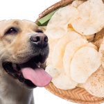 Why Do Dogs Love Prawn Crackers