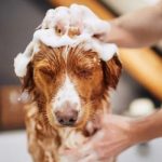 Can Castile Soap Be Used on Dogs