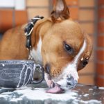 Can Dog Drink Lactose Free Milk