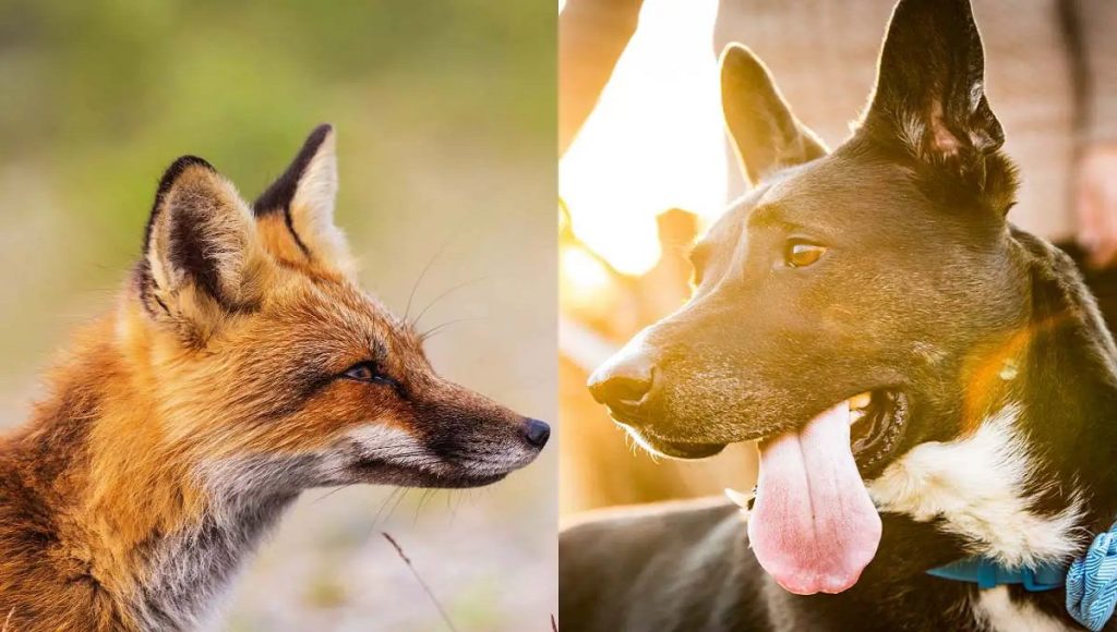 Can Dogs And Foxes Breed