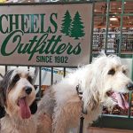 Does Scheels Allow Pets Dogs