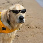 Top 9 Dog Friendly Beaches in New Jersey