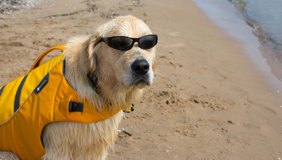 Top 9 Dog Friendly Beaches in New Jersey Pet Help Reviews UK